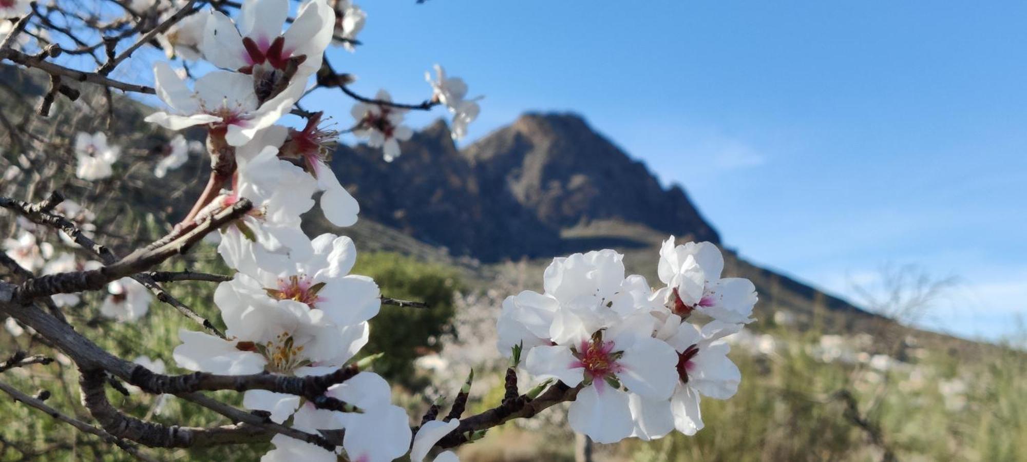 Alojamiento rural Los Pérez Lucainena de las Torres Exterior foto